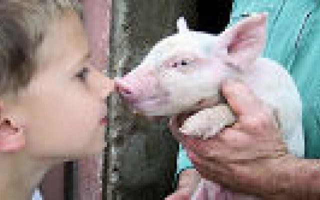 HEV: contact met varkens is een risico