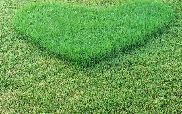 Een stuk gras is deels gemaaid. Het ongemaaide deel heeft de vorm van een hart.