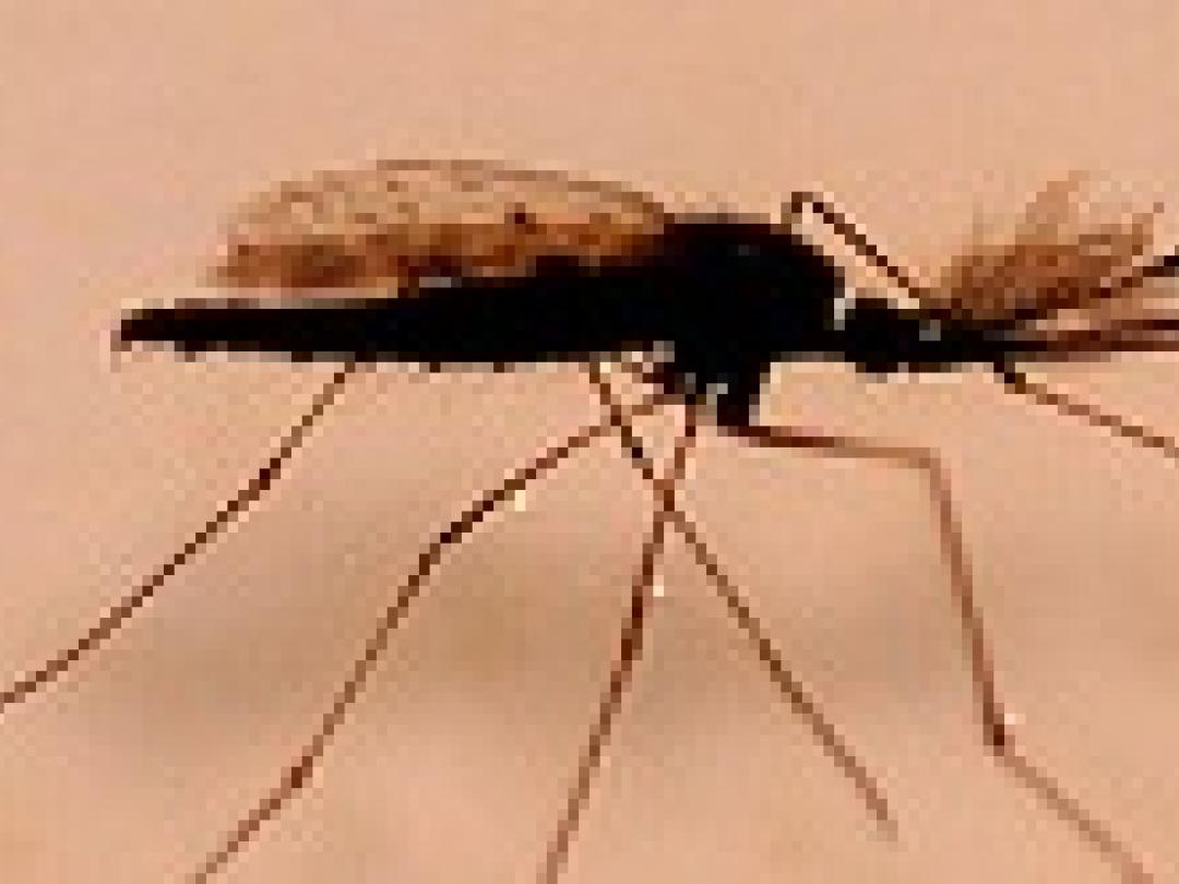 Resistentie malariamug leidt tot heropleving aantal ziektegevallen
