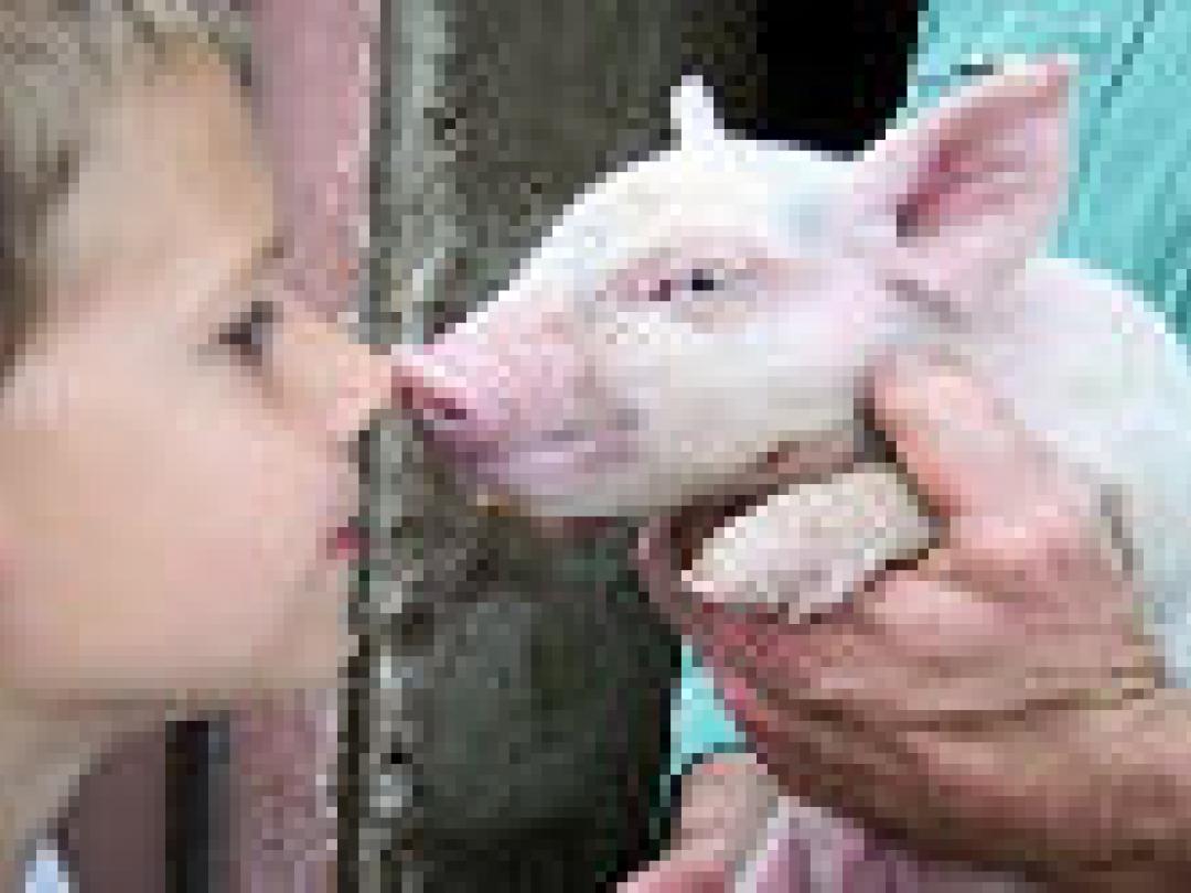 HEV: contact met varkens is een risico