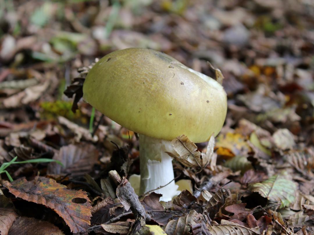 Een geelgroene paddenstoel.