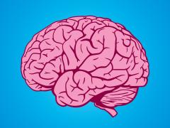 Illustratie van hersenen