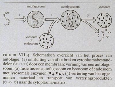 Fagosoom Celbiologie in medisch perspectief. VII. Functies van celcompartimenten ...