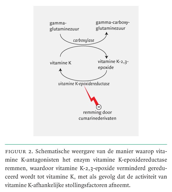 De interactie tussen antistollingstherapie met vitamine Kantagonisten