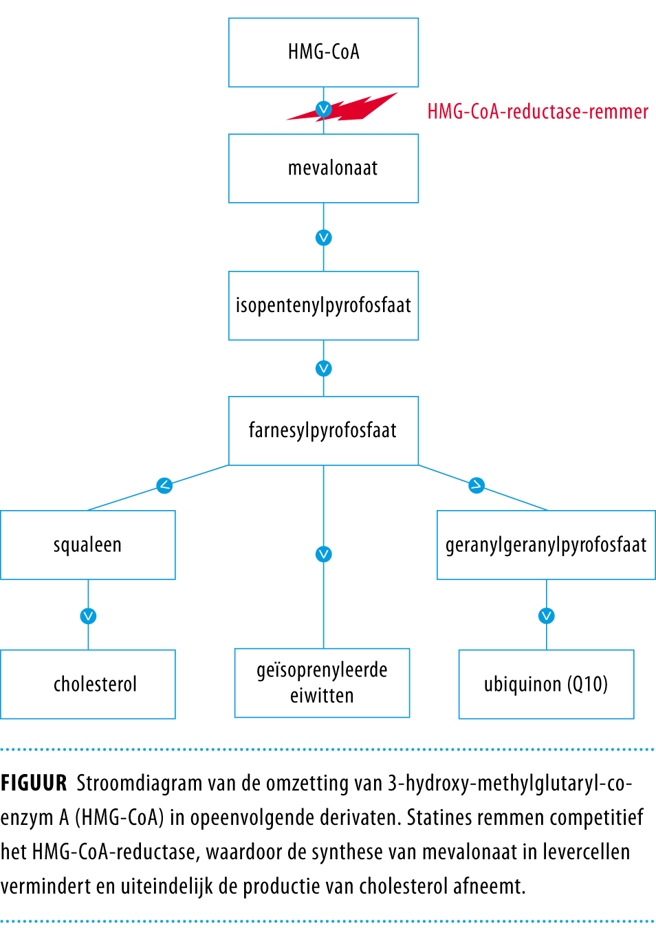 Hoe Lang Blijft Statines In Je Lichaam Hoe Lang Blijft Statines In Je Lichaam