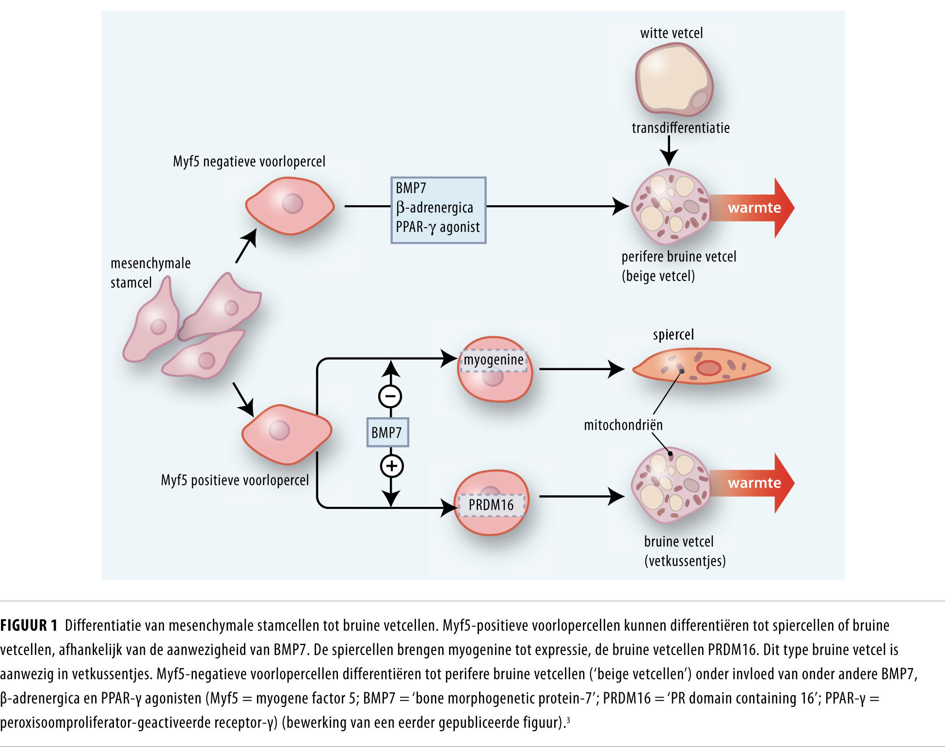 Bruin vet Nederlands Tijdschrift voor Geneeskunde