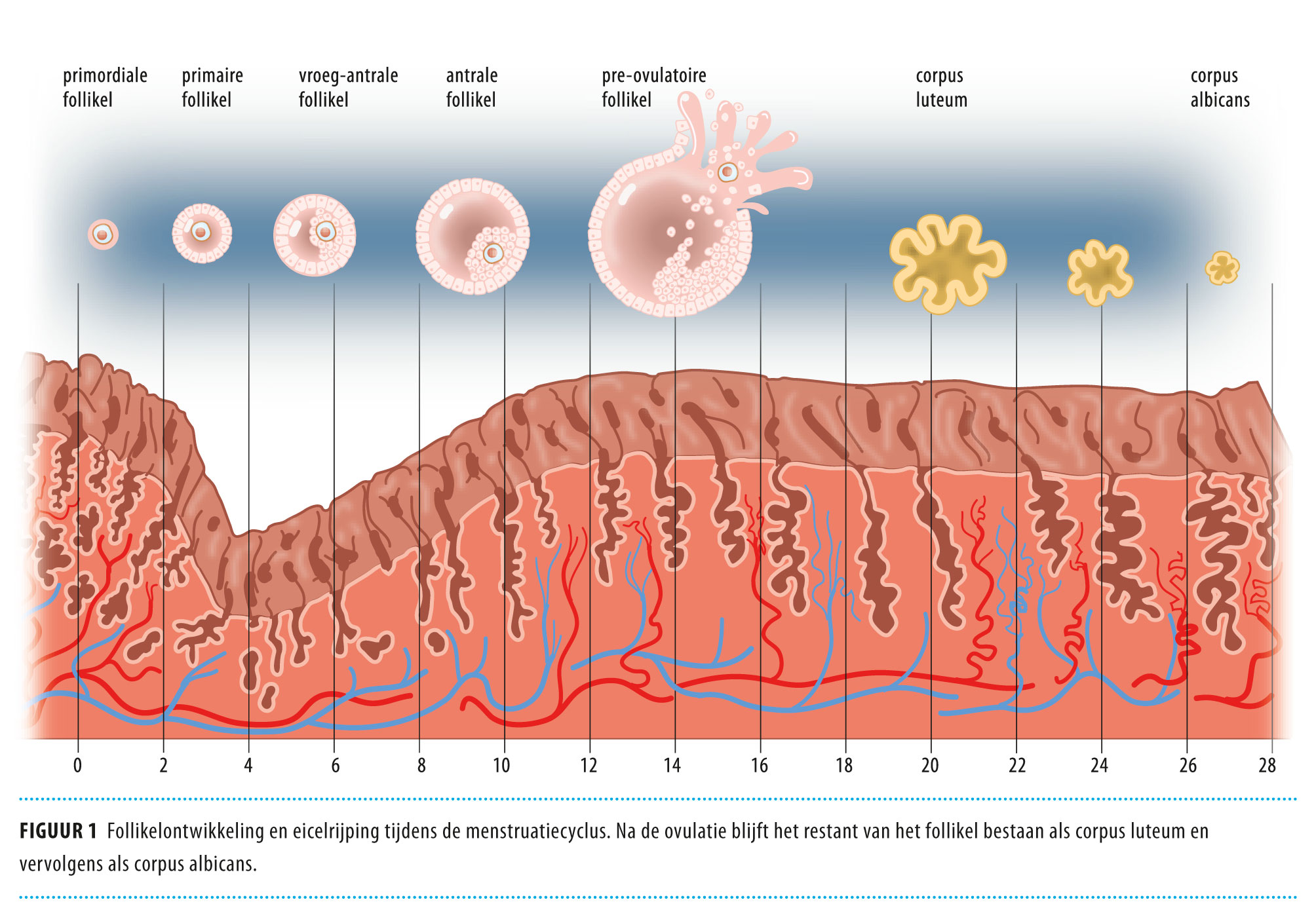 In-vitromaturatie (IVM) van humane eicellen | Nederlands Tijdschrift