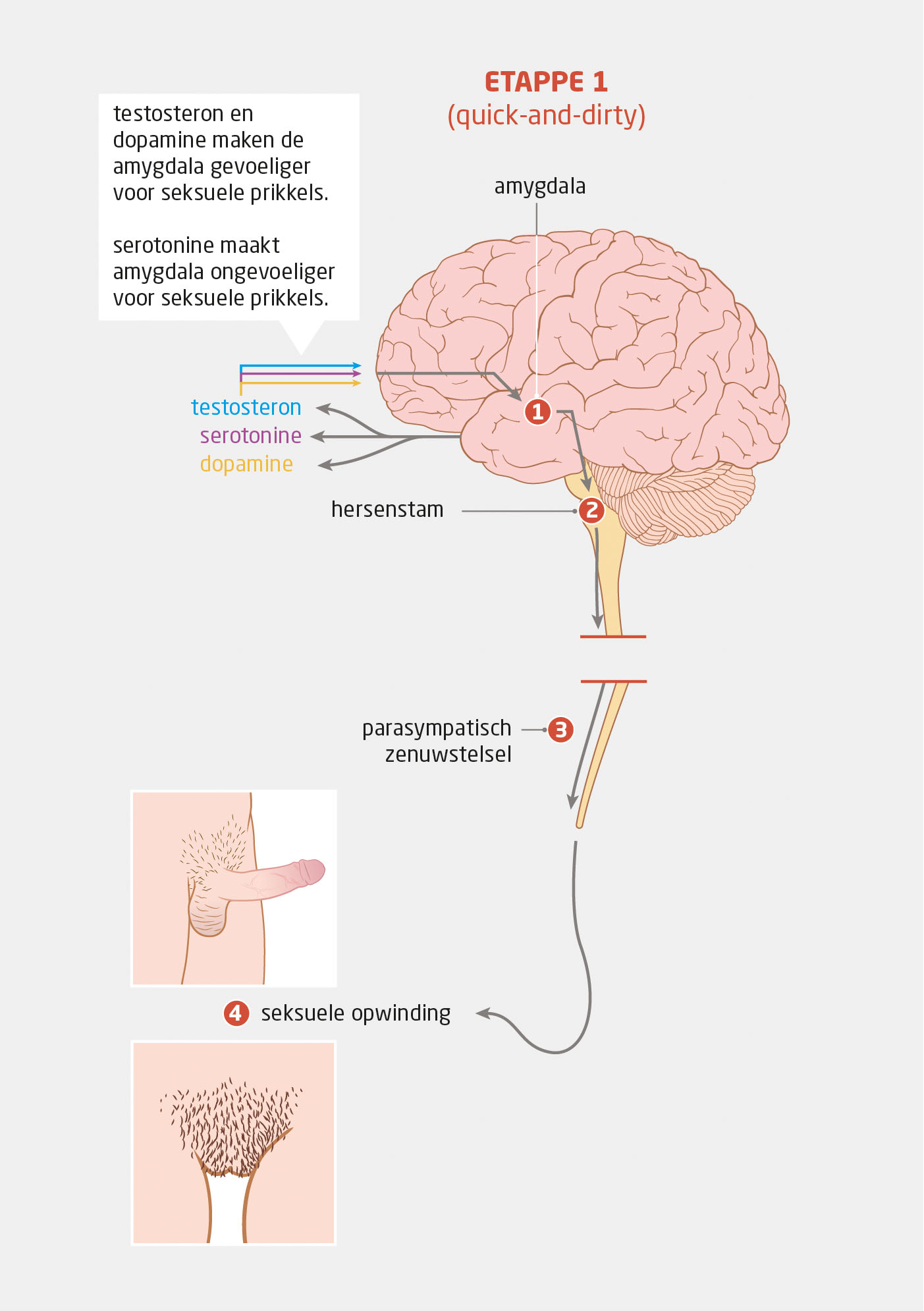 Seksuele lust, de hersenen en ons lichaamsbewustzijn NTvG afbeelding