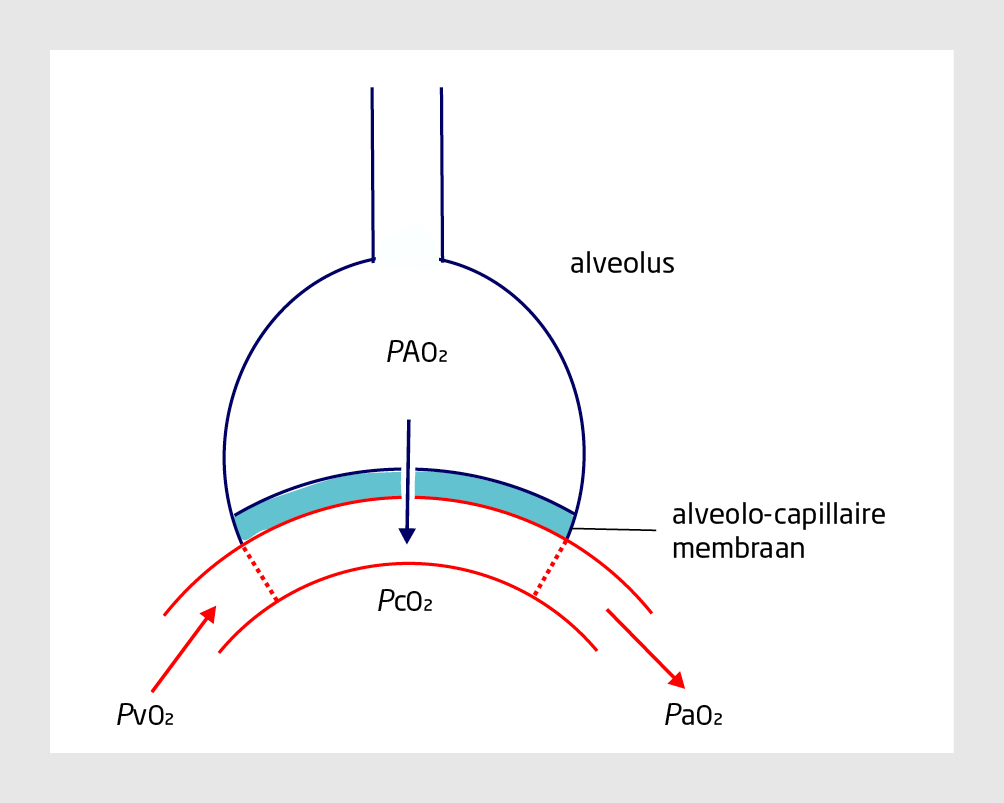 Mushuk porno videolar