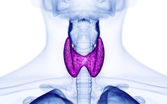 Anatomisch beeld van de schildklier.