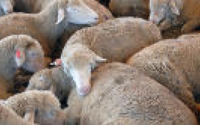  <i>NTvG</i> doet beroep op Taalunie voor spelling van <i>merinowol</i> 