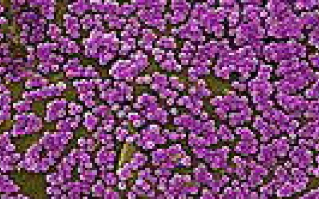 Zeer weinig MRSA in Nederlandse ziekenhuizen