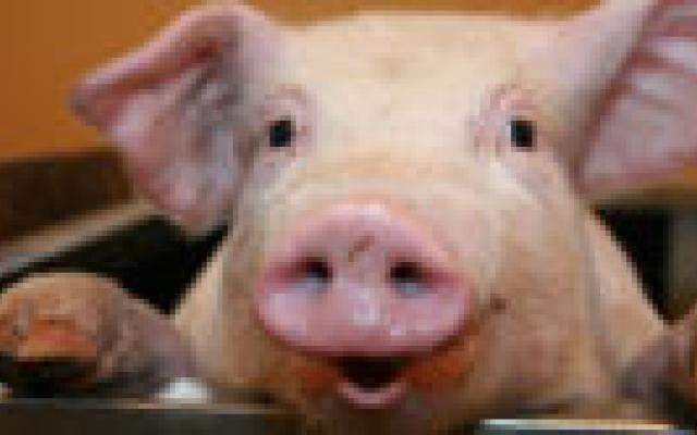 Meerderheid Nederlandse varkens MRSA-positief