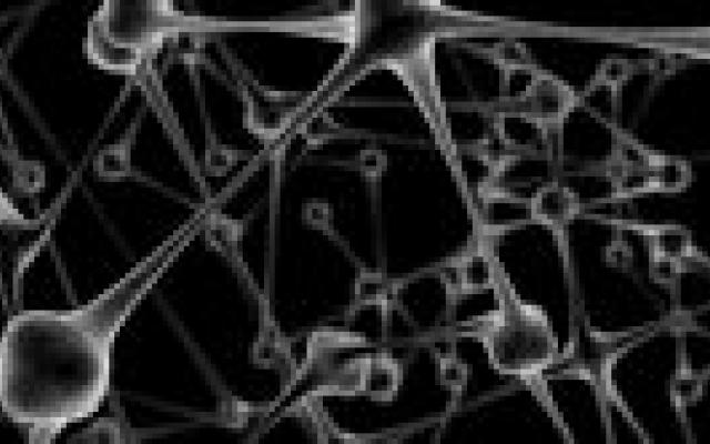 Lijm maakte koeien gek