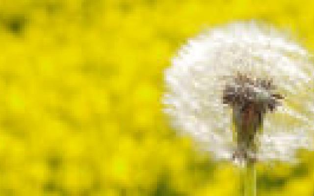 Meer snotteren en niezen aan het begin van het pollenseizoen