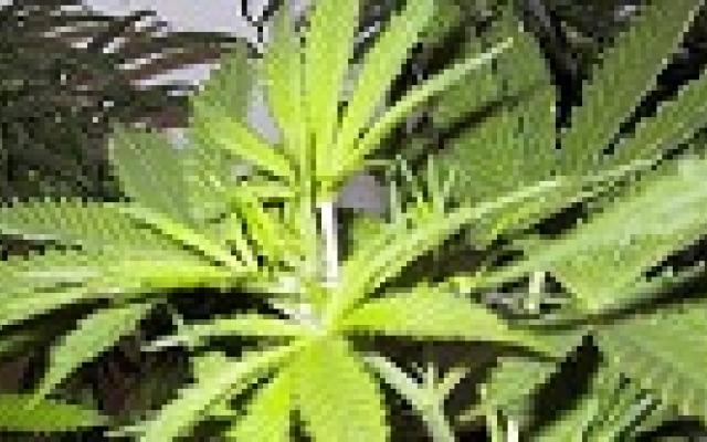 Met een jointje op achter het stuur leidt tot meer ongelukken