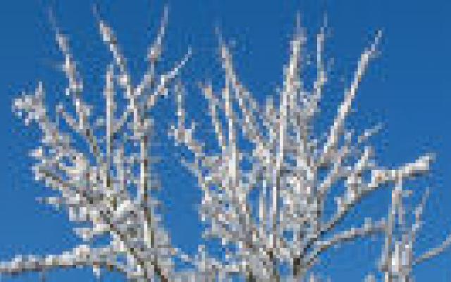 Koeling lijkt gunstig bij septische shock