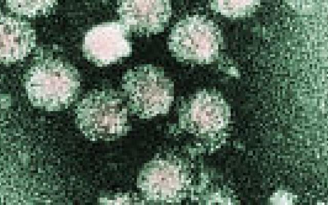 Weinig hepatitis C in Nederland