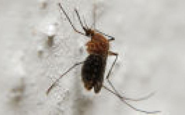 Nederlandse reizigers beschermen zich beter tegen malaria