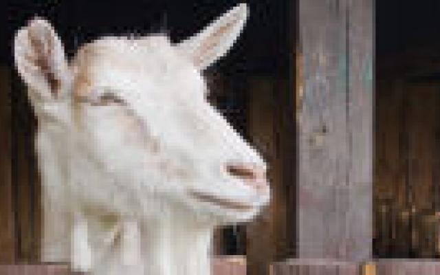 Seroprevalentie van Q-koorts hoog