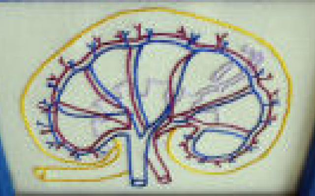 Korte kuur bij nierbekkenontsteking ook effectief