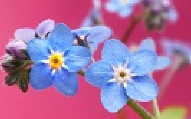 Geheugenverlies voorspelt daling intelligentie na hersentrauma