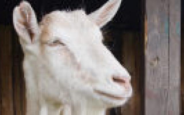 Q-koorts: 1 uitbraak leidt tot veel infecties in regio