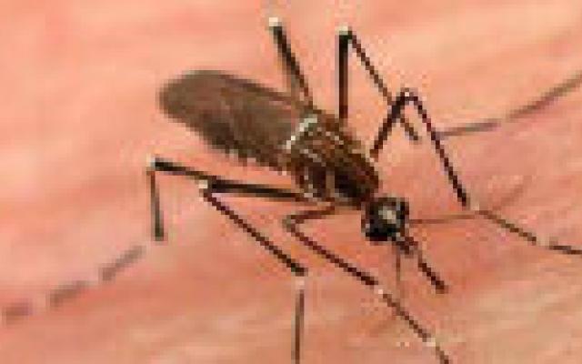 Matige effectiviteit denguevaccinatie