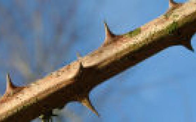 Geen plek voor discusprothese