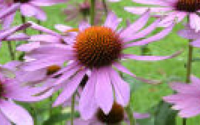 Alternatieve middelen bij kinderkanker