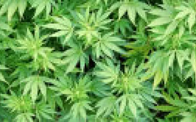 Cannabisgebruik marker voor psychische problemen