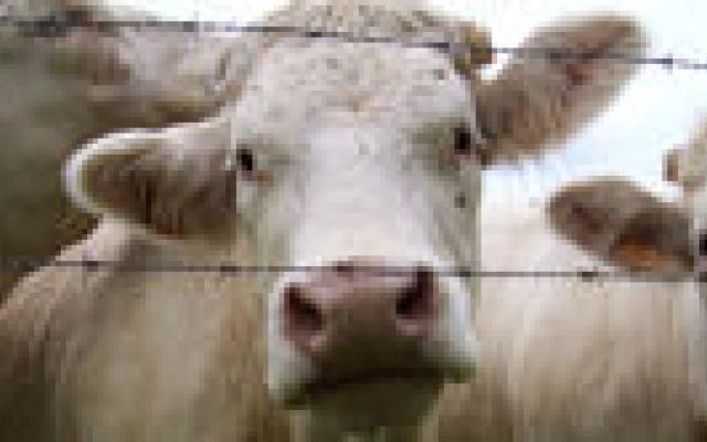 Britse en Franse prionziekte identiek