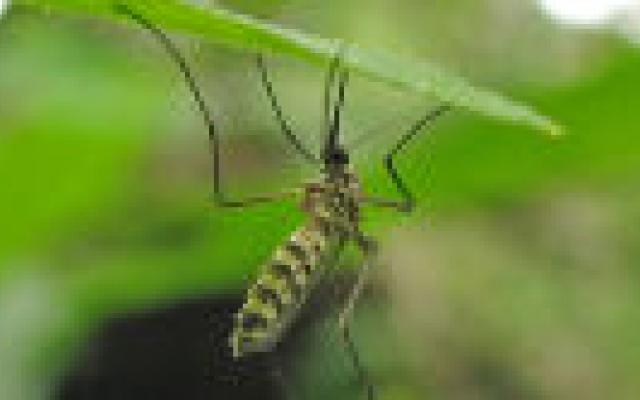 Maatregelen tegen malaria effectief