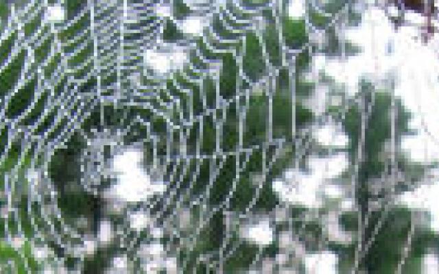 Afname sterfterisico na subarachnoïdale bloeding ongelijk verdeeld