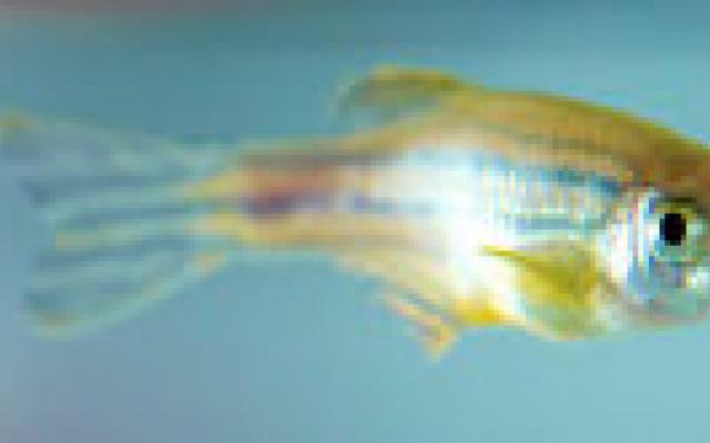 Mutatie risicofactor zaadbalkanker bij mens en zebravis