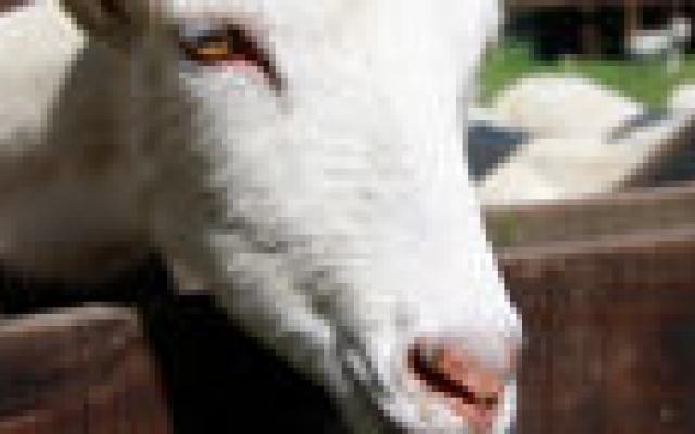 Q-koortsbacterie bij mens en dier gelijk