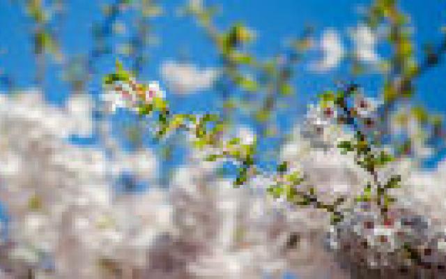 Nieuwe 5-daagse voorspelling hooikoortsklachten