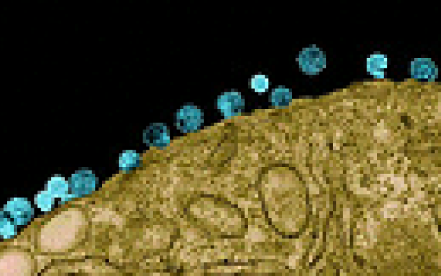 Aangetast immuunsysteem niet gerelateerd aan cardiovasculaire ziekte