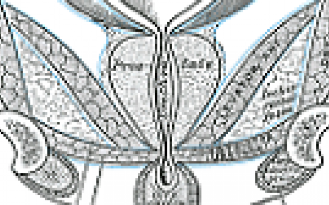 Anti-androgeentherapie geeft vaker nierfalen