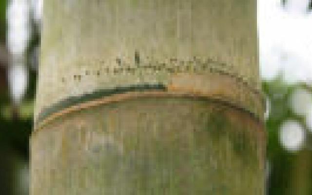 Bij Bechterew relatief vaak extra-articulaire manifestaties