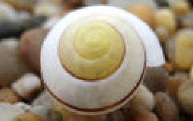 Vorm slakkenhuis beïnvloedt cochleair implantaat 