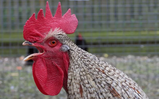 Menselijke neus te koud voor vogelgriep