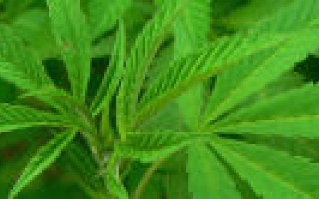 Jongeren in welvarende landen gebruiken steeds minder cannabis