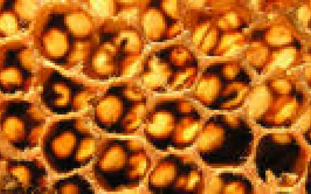 Toch geen honing tegen infectie insteekopening?