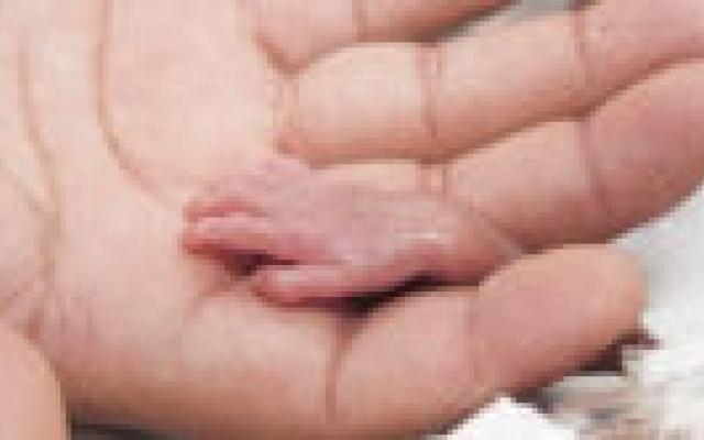 Neonatologen onder de loep met simulatiepatiënten