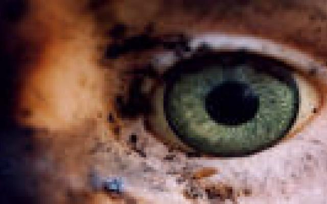 Plaats brandwond geen effect op uitkomst behandeling