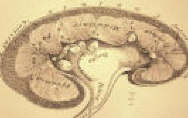 Betere overleving niertransplantatie bij betere kwaliteit van leven