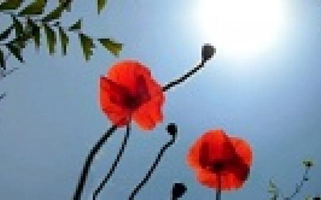 Patiënt wil geen opioïden ondanks hoge pijnscore