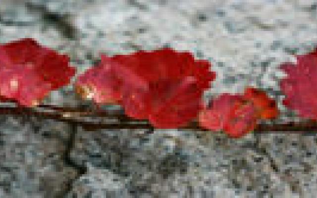 Metastasering hersentumor verloopt anders dan gedacht