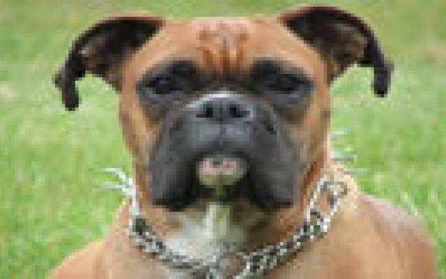 MRSA van de kat en de hond